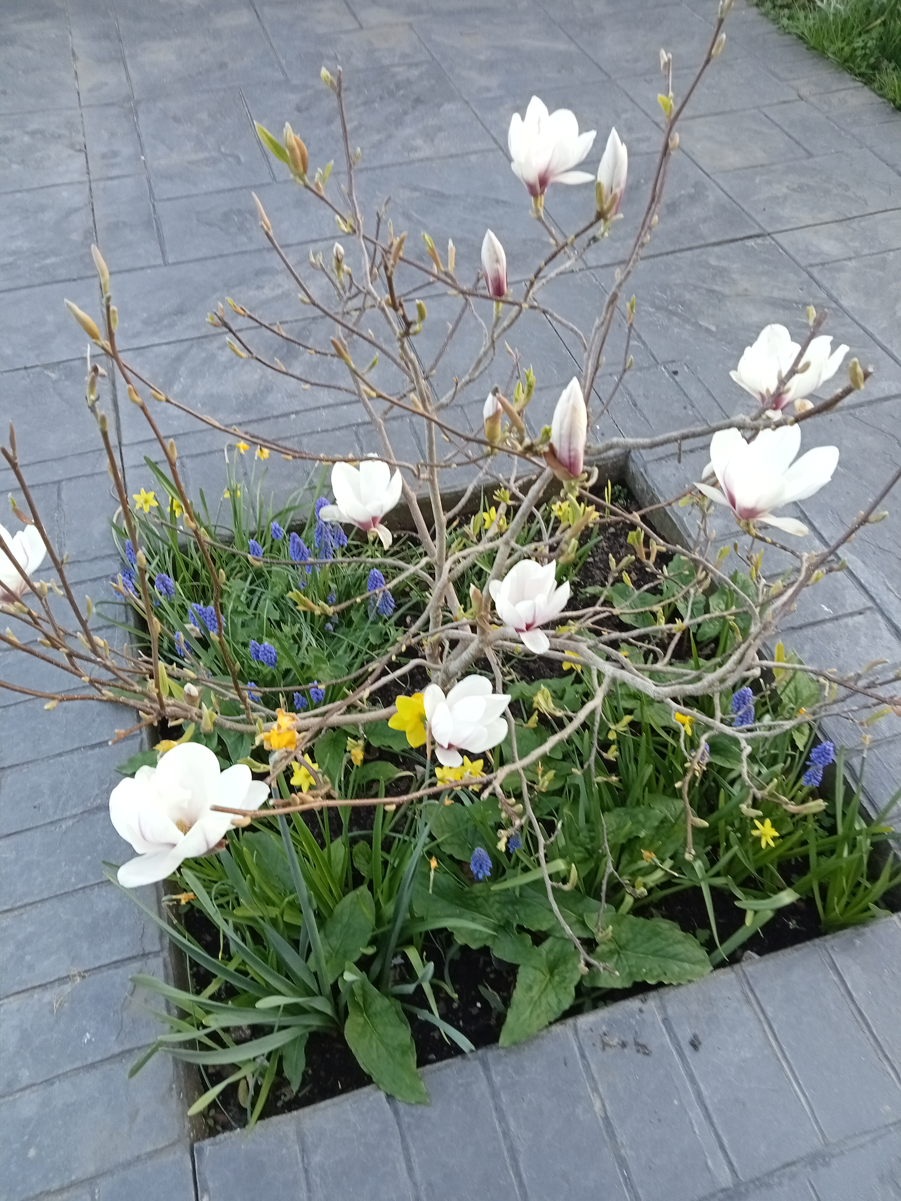 Spring Forward Spring Forward